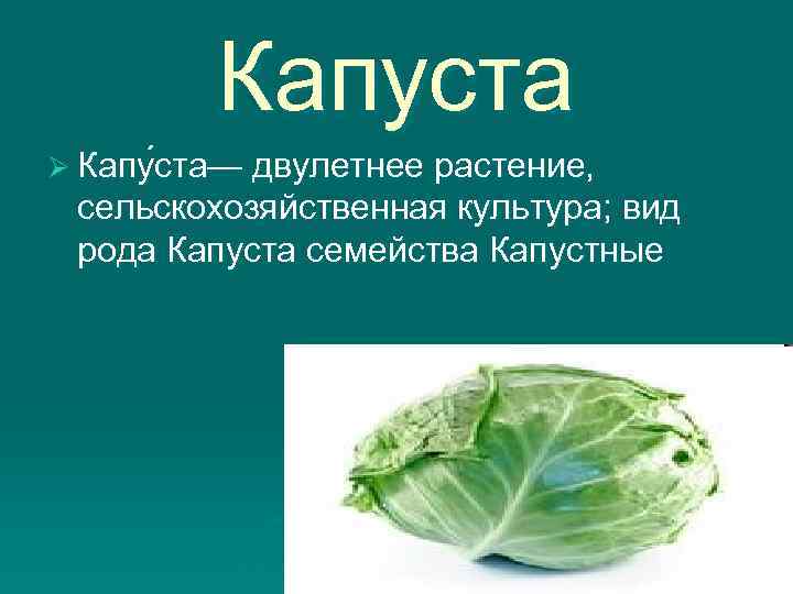 Капуста Ø Капу ста— двулетнее растение, сельскохозяйственная культура; вид рода Капуста семейства Капустные 