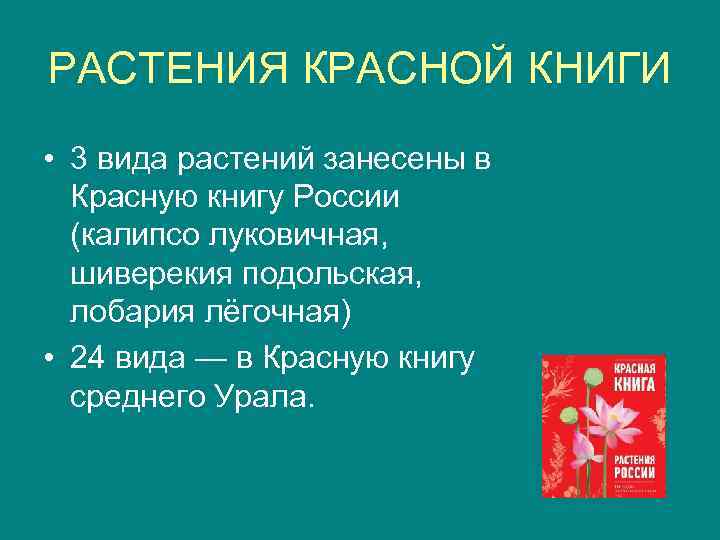 РАСТЕНИЯ КРАСНОЙ КНИГИ • 3 вида растений занесены в Красную книгу России (калипсо луковичная,
