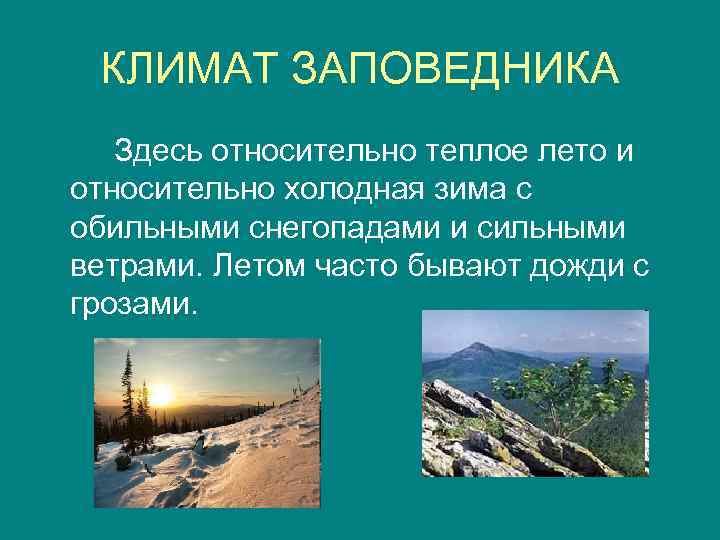 КЛИМАТ ЗАПОВЕДНИКА Здесь относительно теплое лето и относительно холодная зима с обильными снегопадами и