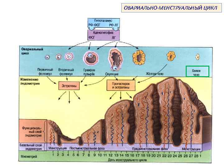 ЖЕНСКАЯ ПОЛОВАЯ СИСТЕМА Кафедра гистологии эмбриологии и цитологии