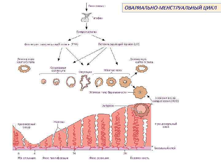 Схема регуляции менструационного цикла