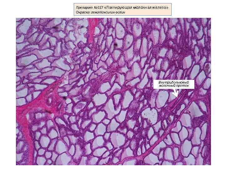 Гистология молочная железа рисунок