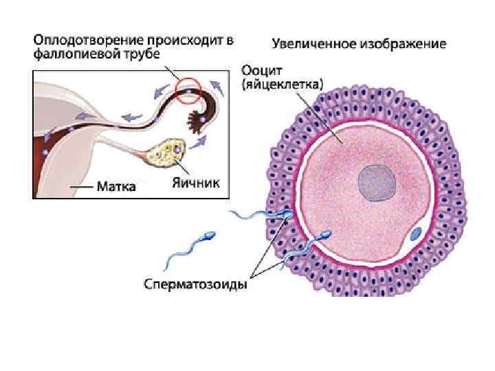 Женская половая система презентация гистология