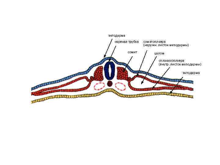 Mesoderma латынь