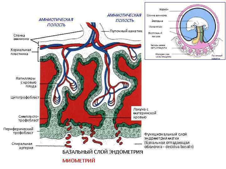 Строение стенки амниона