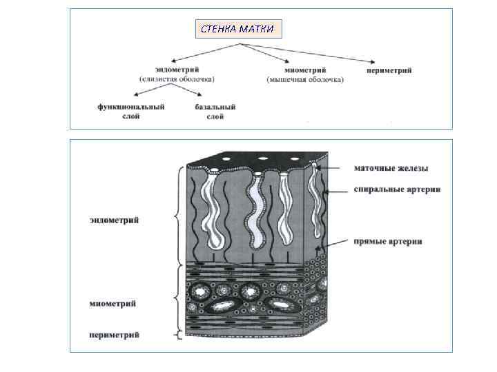 Стенки матки 7. Оболочки стенки матки 4. Перечислите оболочки стенки матки. Слои стенки матки (оболочки). Спиральные железы.