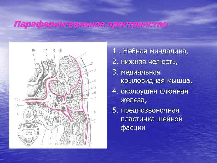 Парафарингеальное пространство 1. Не 6 ная миндалина, 2. нижняя челюсть, 3. медиальная крыловидная мышца,