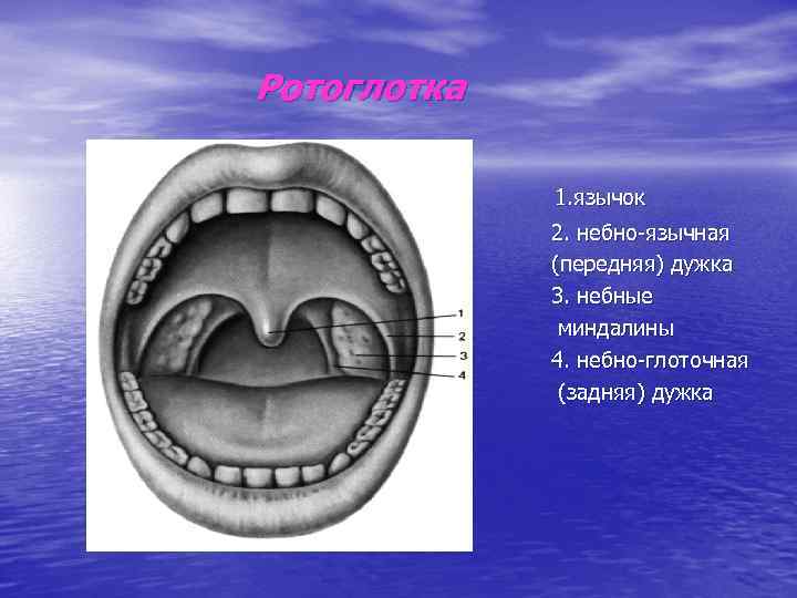 Ротоглотка 1. язычок 2. небно-язычная (передняя) дужка 3. небные миндалины 4. небно-глоточная (задняя) дужка