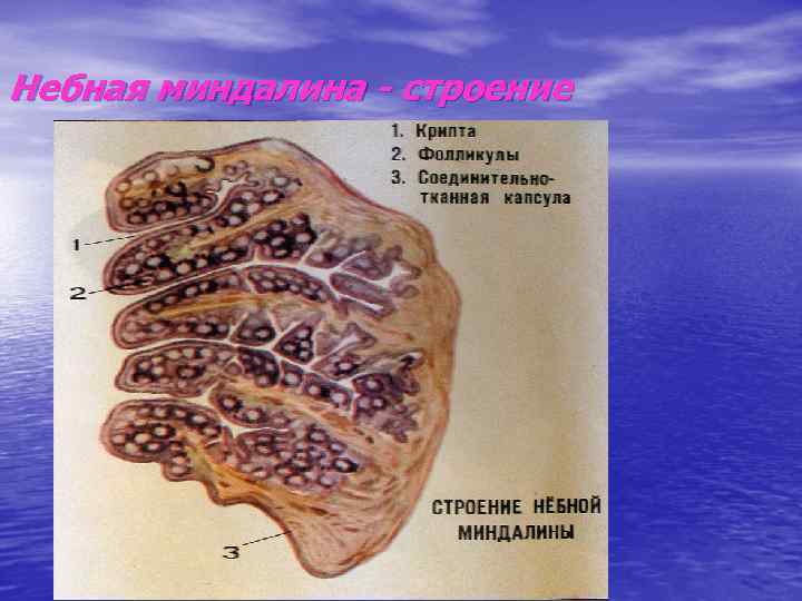 Небная миндалина - строение 