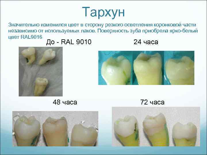 Тархун Значительно изменился цвет в сторону резкого осветления коронковой части независимо от используемых лаков.