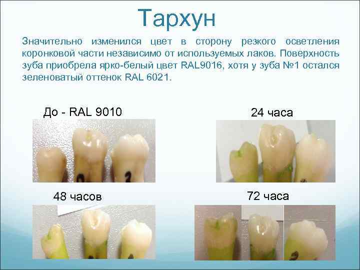 Тархун Значительно изменился цвет в сторону резкого осветления коронковой части независимо от используемых лаков.