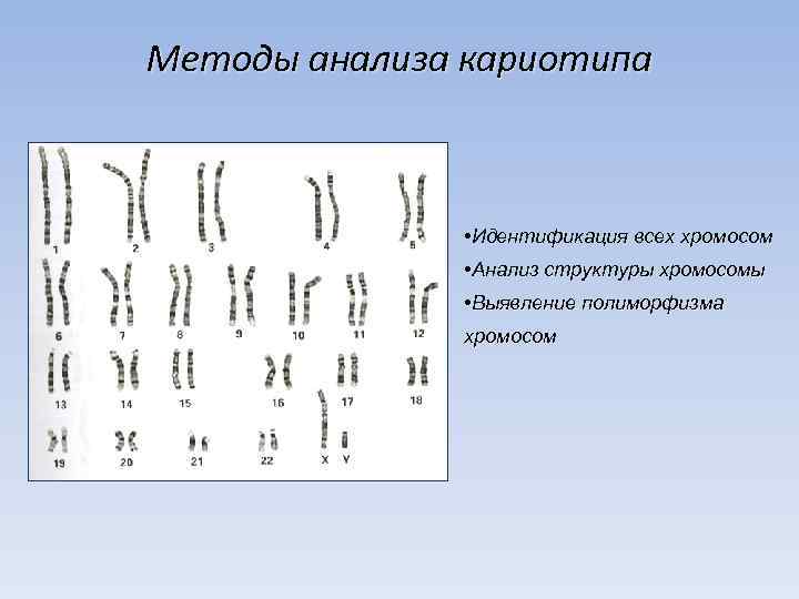 Методы анализа кариотипа • Идентификация всех хромосом • Анализ структуры хромосомы • Выявление полиморфизма