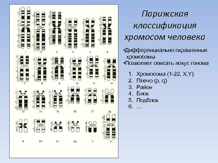 Парижская классификация хромосом человека • Дифференциально окрашенные хромосомы • Позволяет описать локус генома 1.