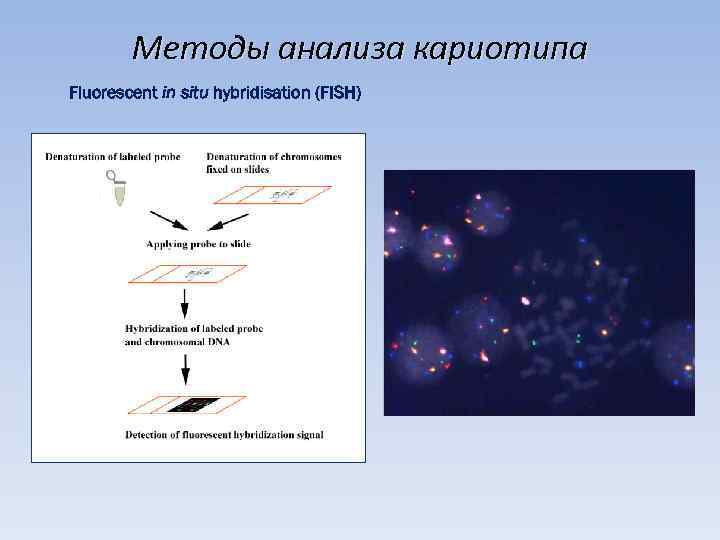 Методы анализа кариотипа Fluorescent in situ hybridisation (FISH) 