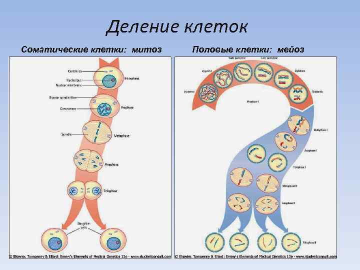 Деление клеток Соматические клетки: митоз Половые клетки: мейоз 
