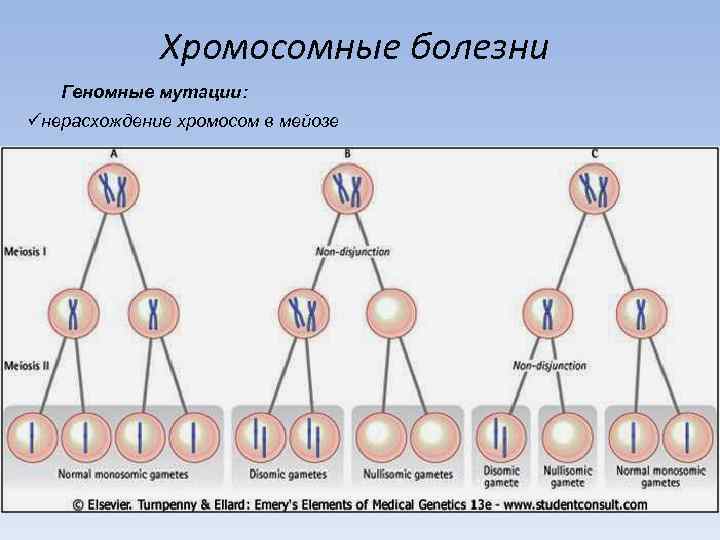 Расхождение хромосом в мейозе. Нерасхождение половых хромосом при мейозе. Нерасхождение хромосом схема.