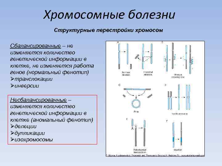 Хромосомные болезни Структурные перестройки хромосом Сбалансированные – не изменяется количество генетической информации в клетке,