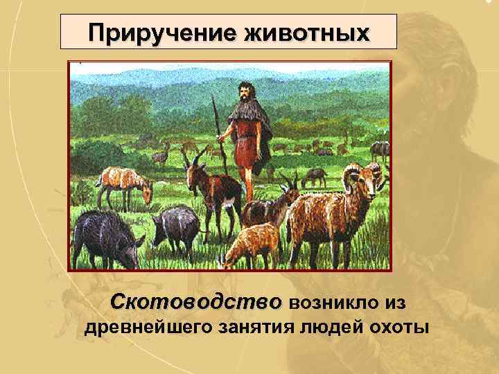 Приручение животных Скотоводство возникло из древнейшего занятия людей охоты 