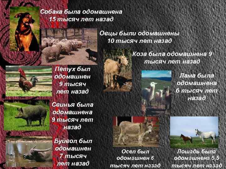 Собака была одомашнена 15 тысяч лет назад Овцы были одомашнены 10 тысяч лет назад