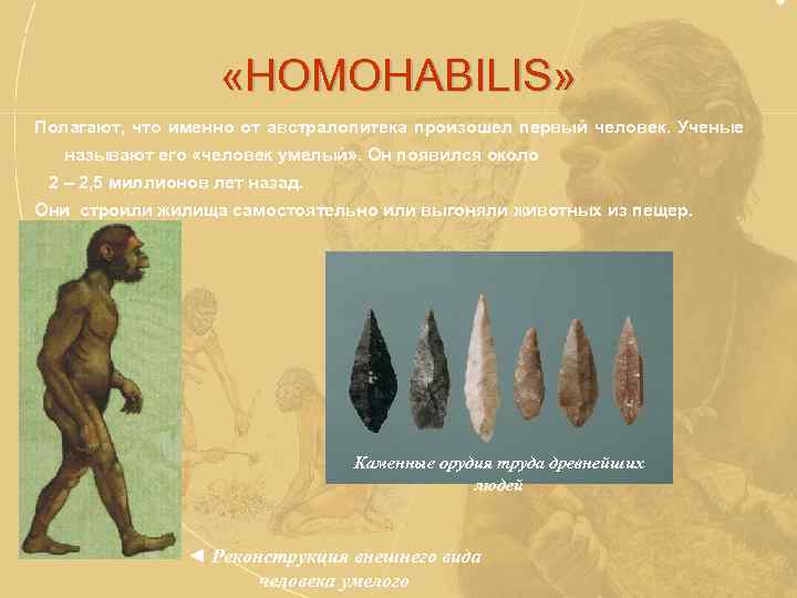  «HOMOHABILIS» Полагают, что именно от австралопитека произошел первый человек. Ученые называют его «человек