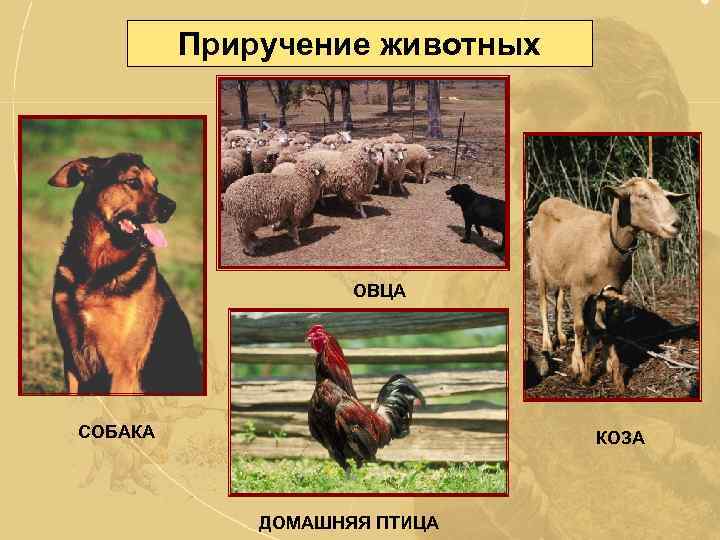 Приручение животных ОВЦА СОБАКА КОЗА ДОМАШНЯЯ ПТИЦА 