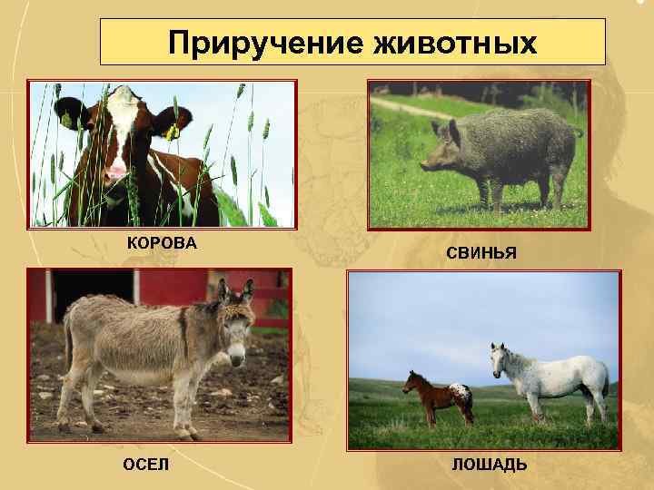 Приручение животных КОРОВА ОСЕЛ СВИНЬЯ ЛОШАДЬ 