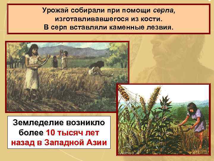 Урожай собирали при помощи серпа, изготавливавшегося из кости. В серп вставляли каменные лезвия. Земледелие