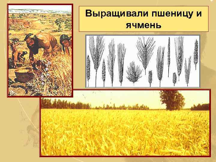 Выращивали пшеницу и ячмень 