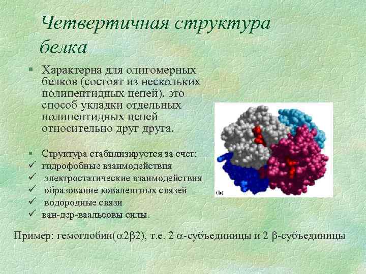 Четвертичная структура белка § Характерна для олигомерных белков (состоят из нескольких полипептидных цепей). это