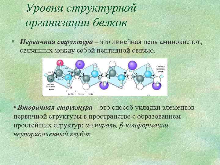 Уровни структурной организации белков § Первичная структура – это линейная цепь аминокислот, связанных между
