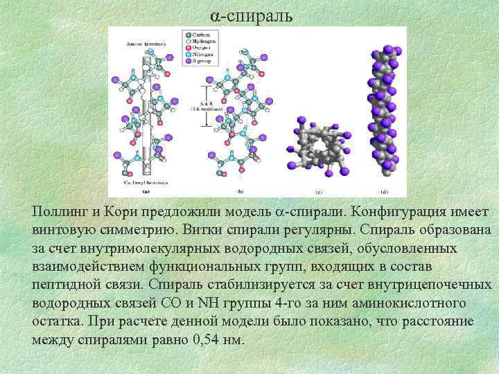 α-спираль Поллинг и Кори предложили модель -спирали. Конфигурация имеет винтовую симметрию. Витки спирали регулярны.