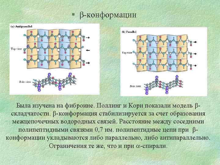 § β-конформации Была изучена на фиброине. Поллинг и Кори показали модель складчатости. -конформация стабилизируется