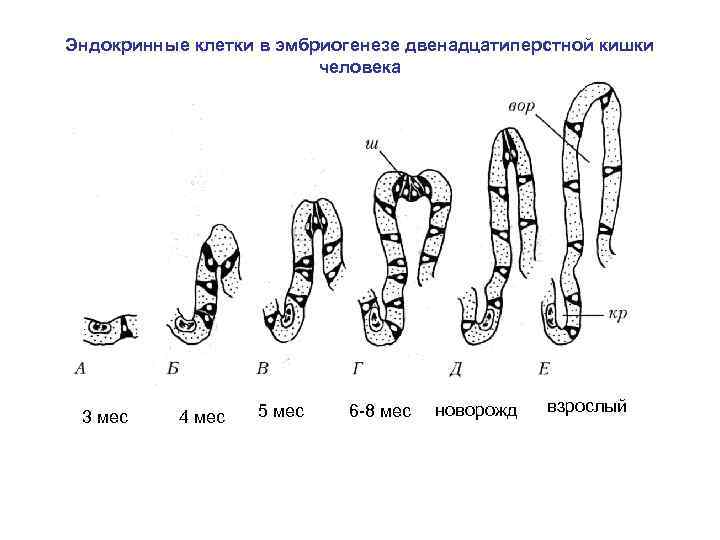 Эндокринные клетки в эмбриогенезе двенадцатиперстной кишки человека 3 мес 4 мес 5 мес 6