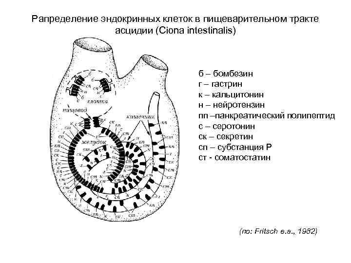 Рапределение эндокринных клеток в пищеварительном тракте асцидии (Ciona intestinalis) б – бомбезин г –