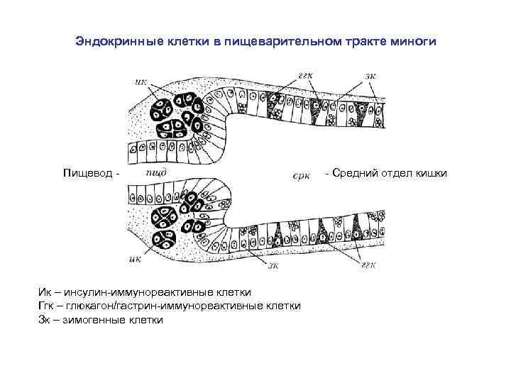 Эндокринные клетки в пищеварительном тракте миноги Пищевод - Ик – инсулин-иммунореактивные клетки Ггк –