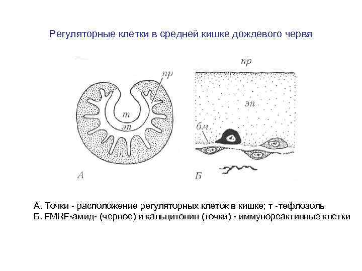 Регуляторные клетки в средней кишке дождевого червя А. Точки - расположение регуляторных клеток в