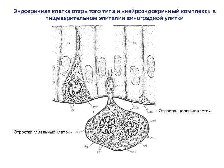 Эндокринная клетка открытого типа и «нейроэндокринный комплекс» в пищеварительном эпителии виноградной улитки - Отростки