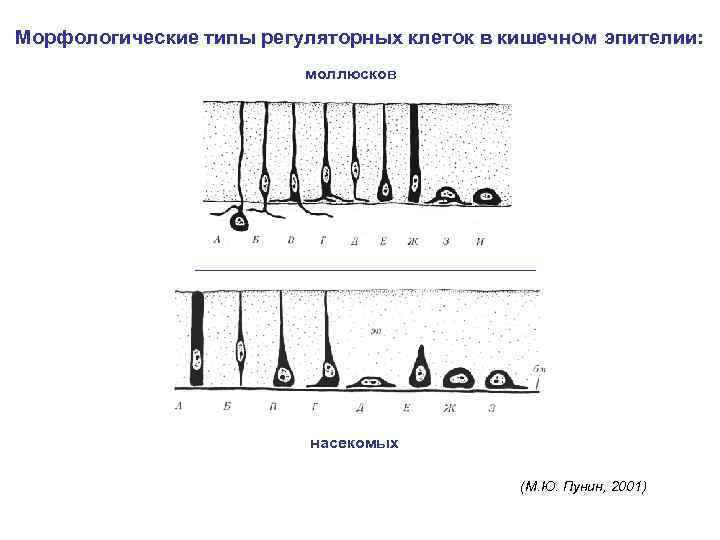 Морфологические типы регуляторных клеток в кишечном эпителии: моллюсков насекомых (М. Ю. Пунин, 2001) 