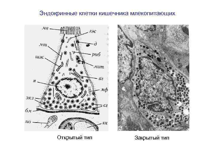 Эндокринные клетки кишечника млекопитающих Открытый тип Закрытый тип 