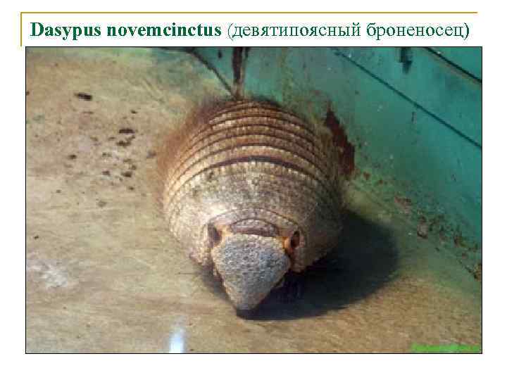 Dasypus novemcinctus (девятипоясный броненосец) 