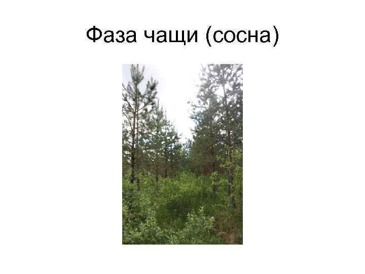 Фаза чащи (сосна) 