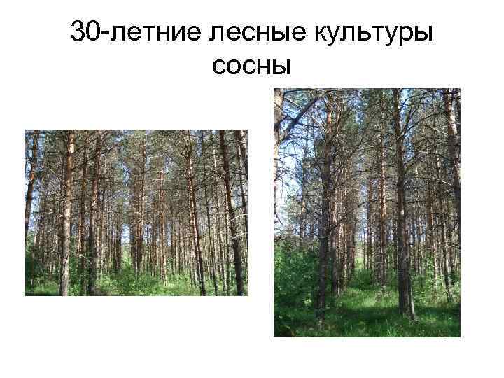 30 -летние лесные культуры сосны 