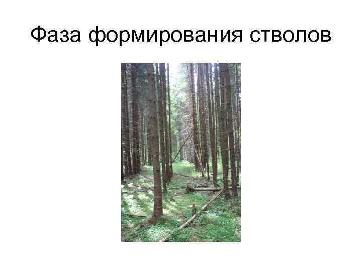 Фаза формирования стволов 