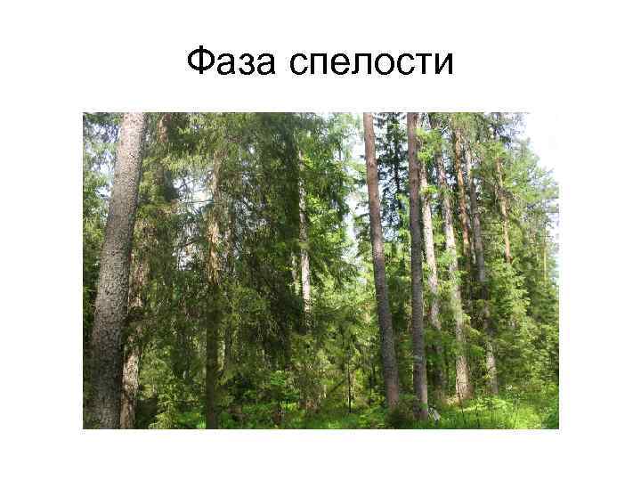 Фаза спелости 