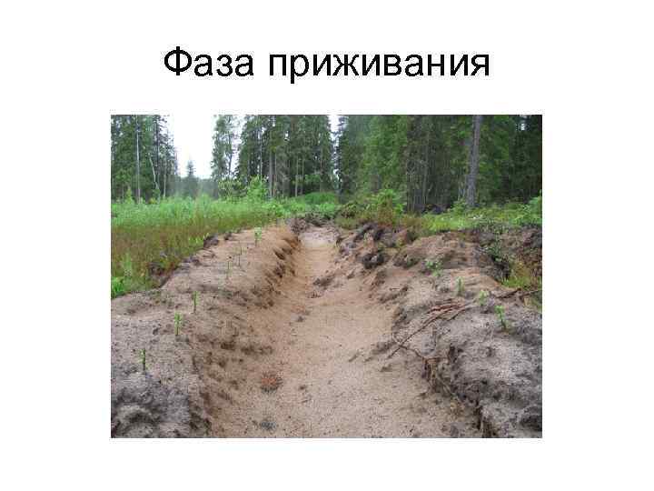 Фаза приживания 