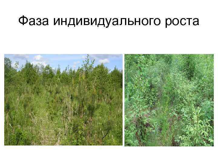 Фаза индивидуального роста 