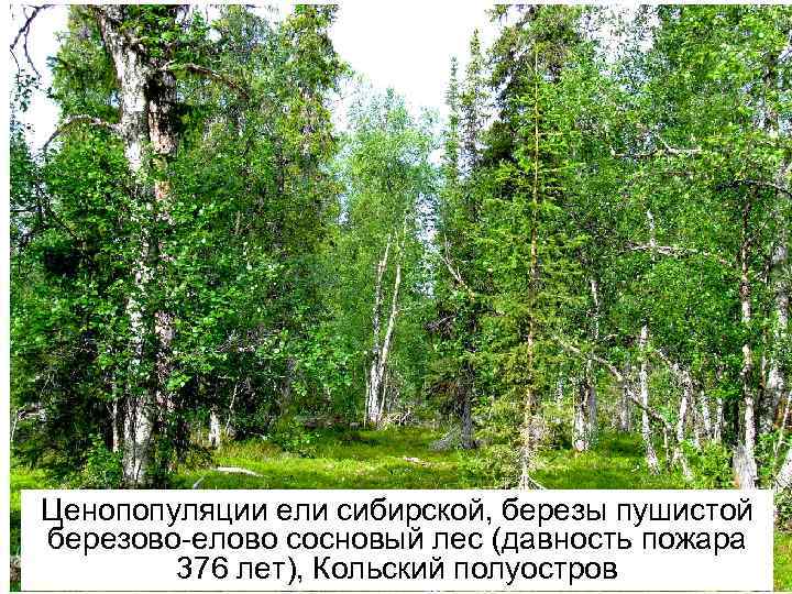 Ценопопуляции ели сибирской, березы пушистой березово-елово сосновый лес (давность пожара 376 лет), Кольский полуостров