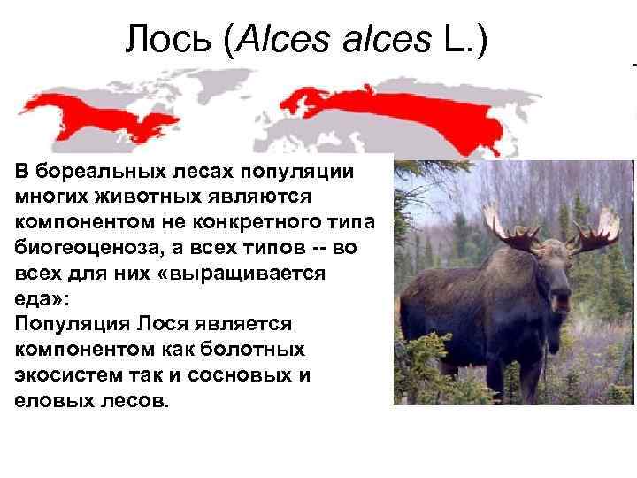 Лось (Alces alces L. ) В бореальных лесах популяции многих животных являются компонентом не