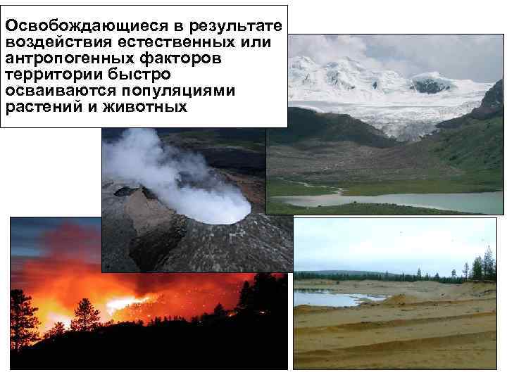 Освобождающиеся в результате воздействия естественных или антропогенных факторов территории быстро осваиваются популяциями растений и