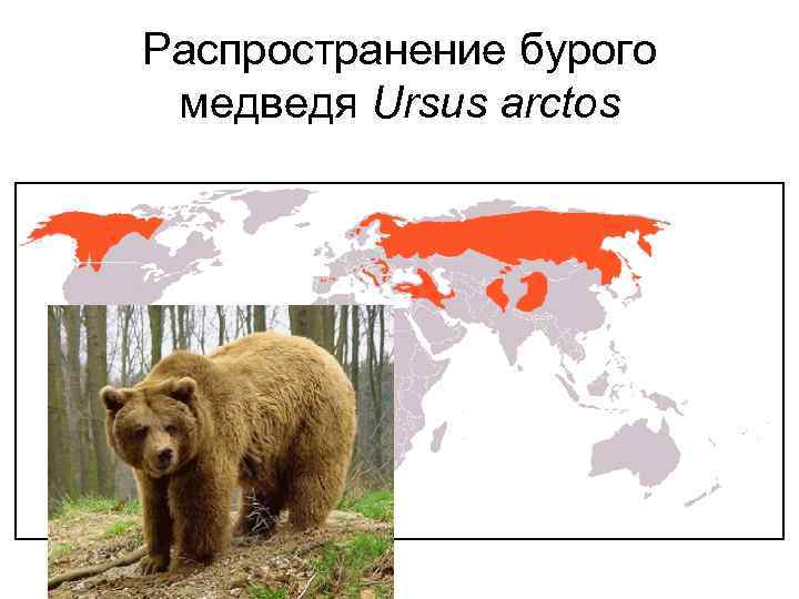 Распространение бурого медведя Ursus arctos 